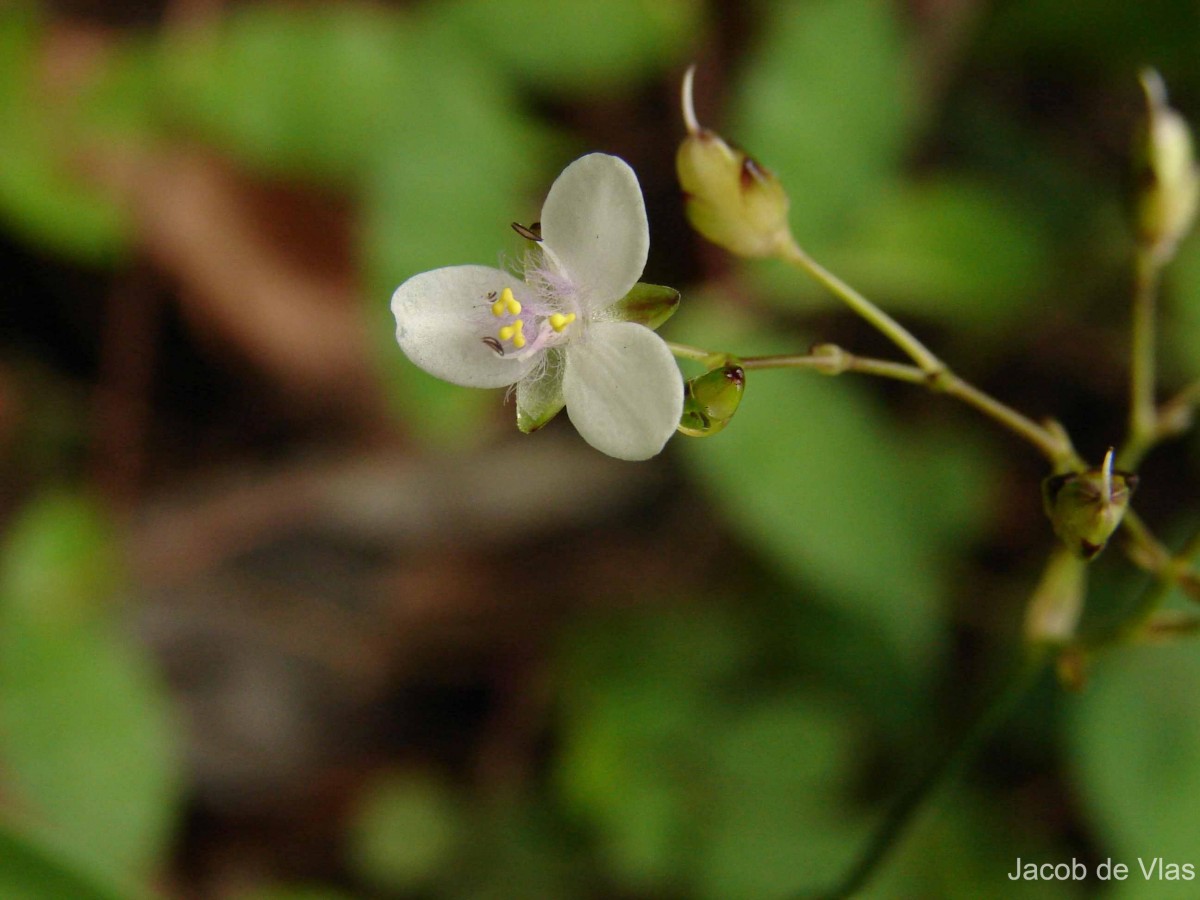 Murdannia zeylanica (C.B.Clarke) G.Brückn.